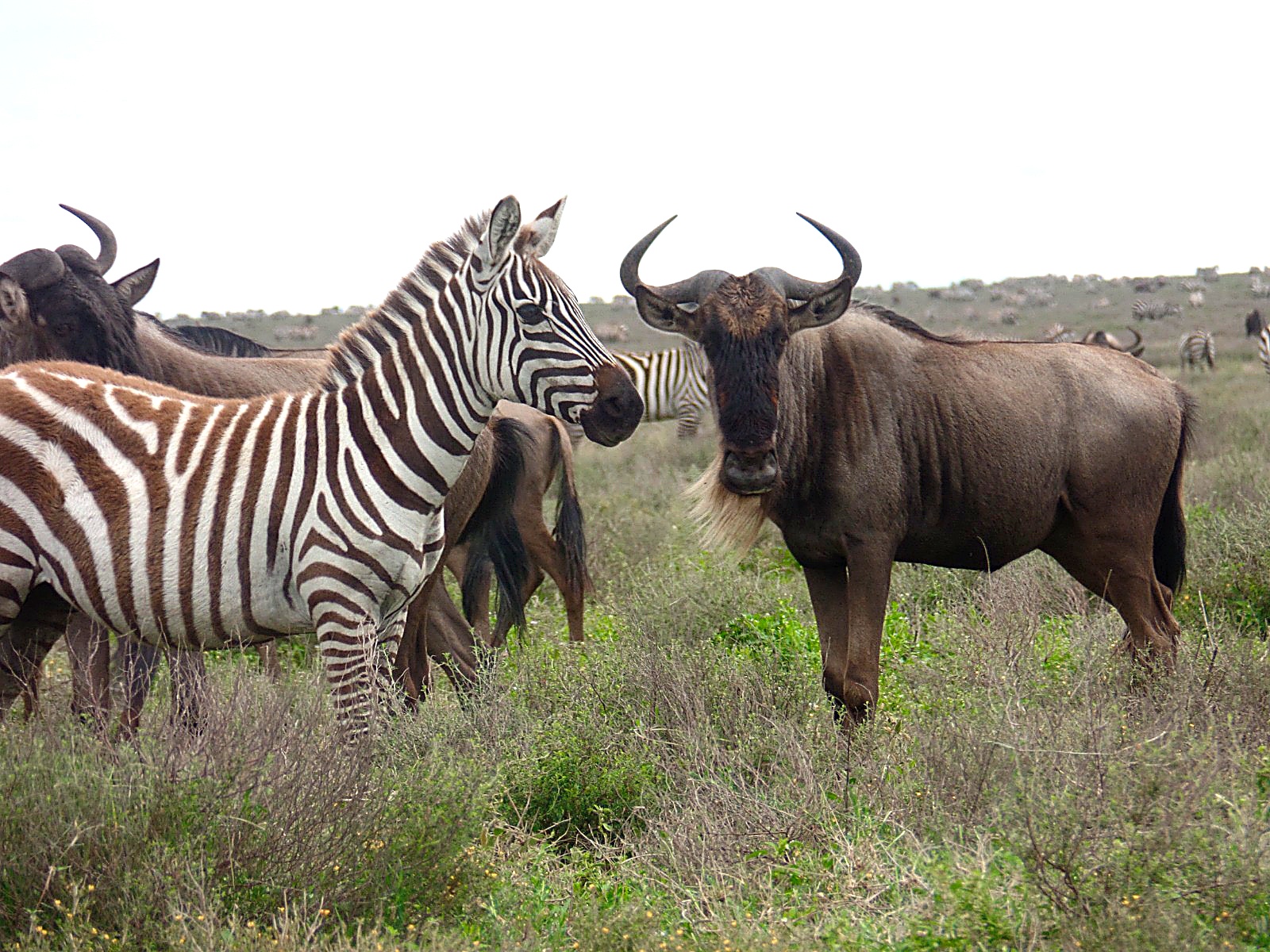 Tarangire Serengeti Ngorongoro 5 day safari