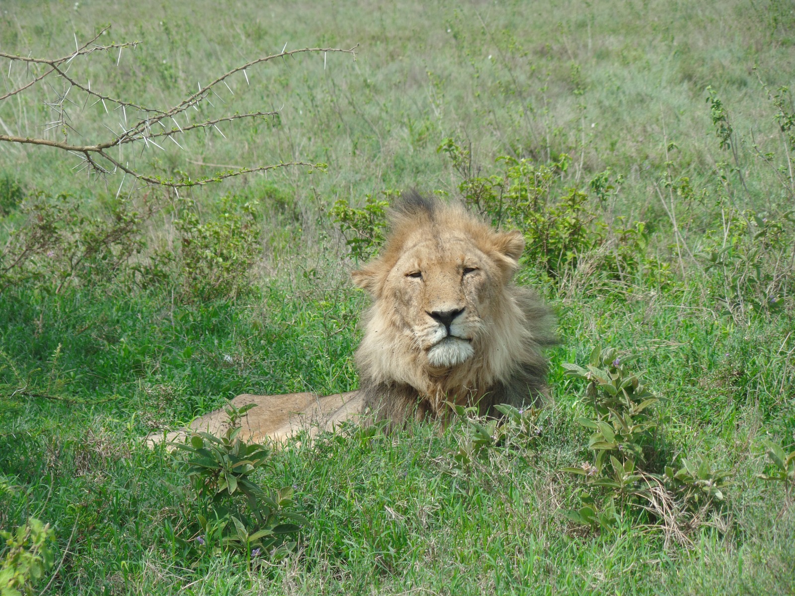 Tarangire Serengeti Ngorongoro Manyara safari