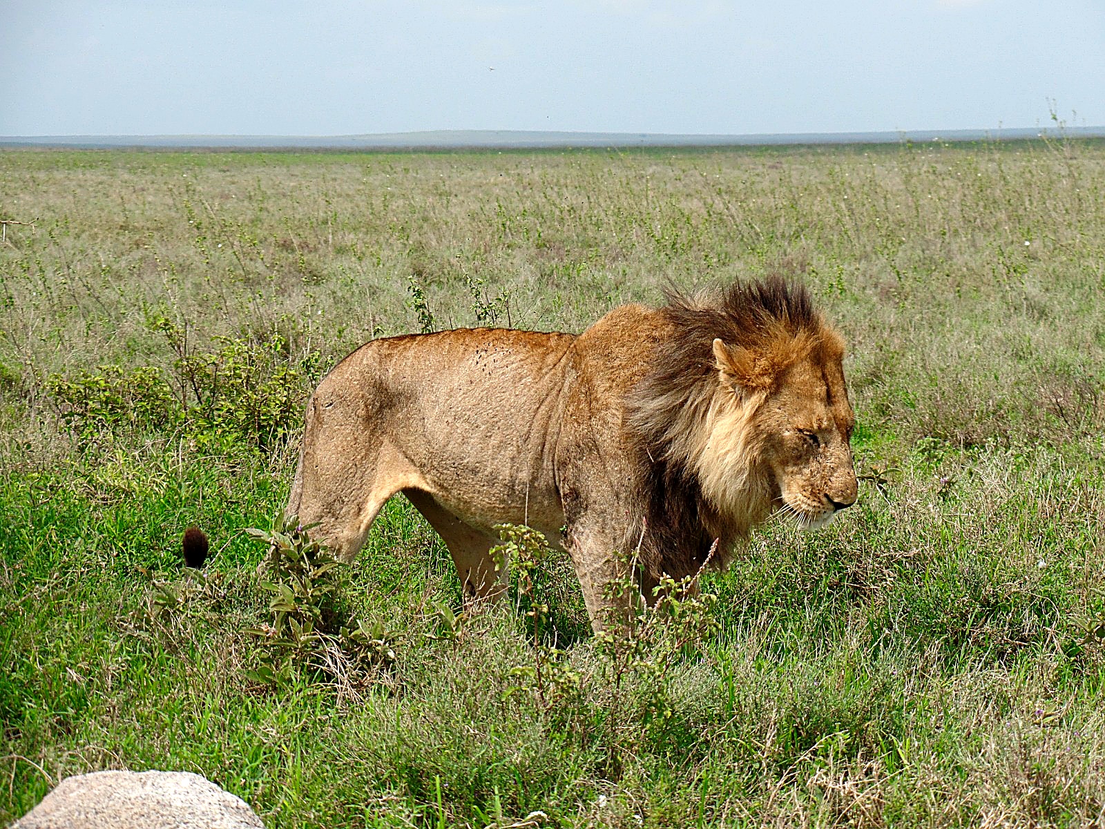 Complete Northern Circuit safari