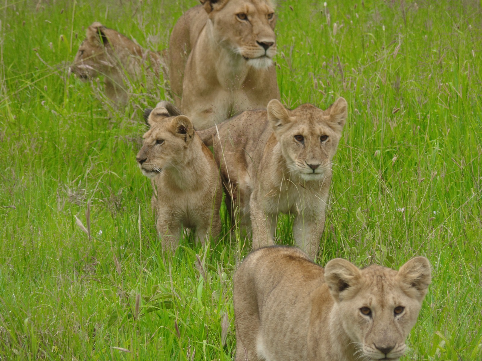 Serengeti flying safari