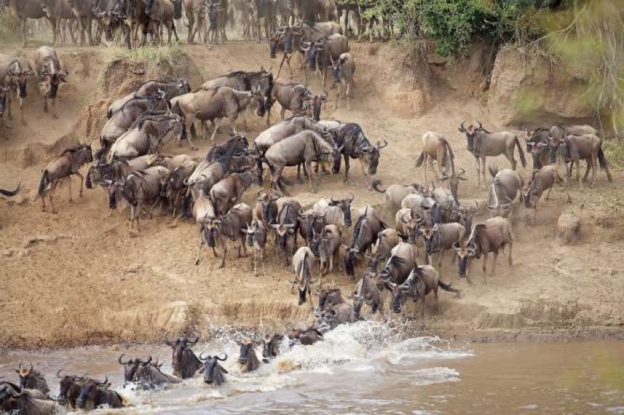 Safari