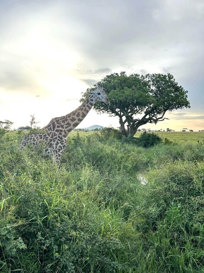Safari
