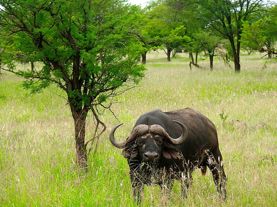 Safari